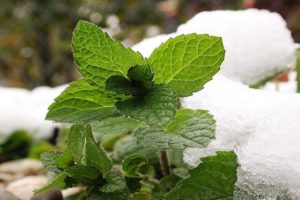 Description of the variety of peppermint Kuban mint, features of cultivation and care