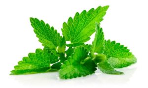 Characteristics and description of menthol mint, features of cultivation and care