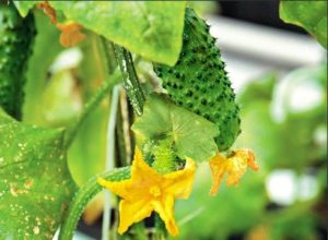 Beskrivelse af agurksorten Miracle crunch, funktioner i dyrkning og pleje