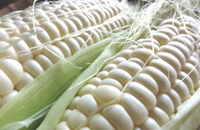 aparición de maíz blanco
