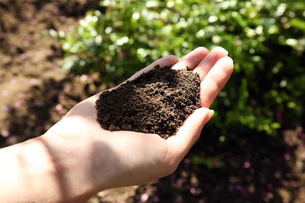 soil in hand