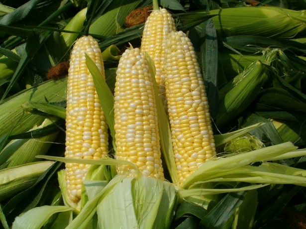 kukorica betakarítás