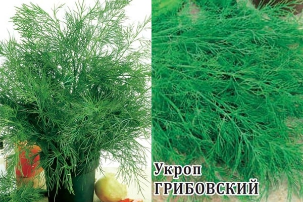 semillas de eneldo de la variedad Gribovsky