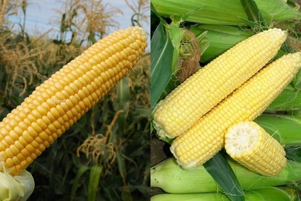 appearance of corn Landmark F1