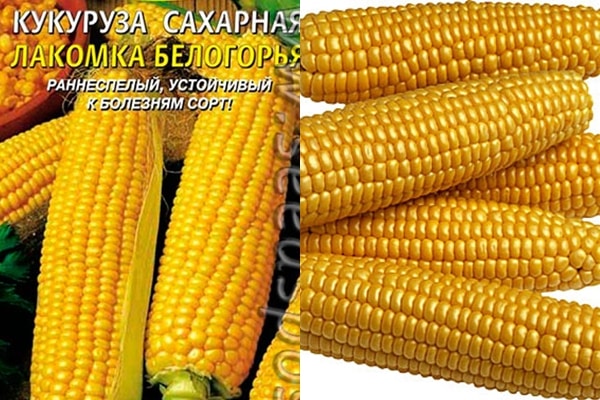 kukurūzas šķirnes Lakomka Belogorya izskats