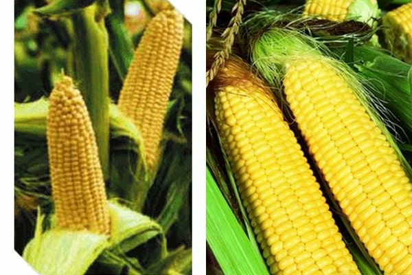 appearance of corn Vega F1