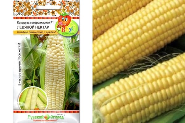 appearance of corn varieties