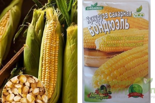 Bonduelle corn seeds