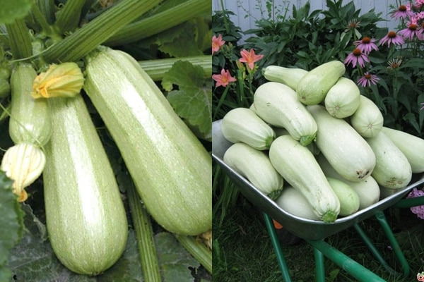 Kavili zucchini-udseende