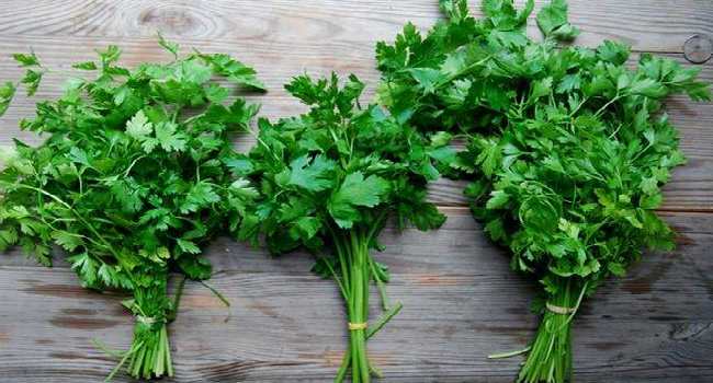 bunches of parsley