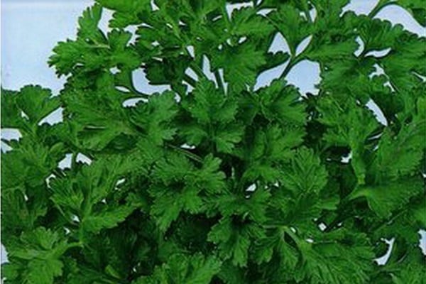 leaf parsley
