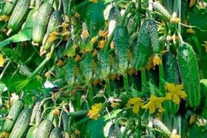 Beschrijving van de komkommervariëteit Garland f1, aanbevelingen voor teelt en verzorging