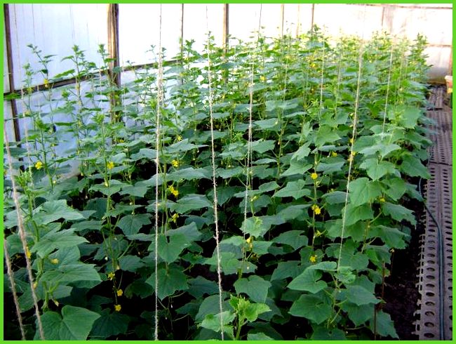 zucchini sa greenhouse