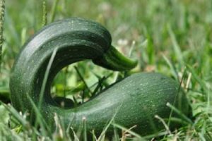 Perché le zucchine crescono di forma irregolare, cosa mancano