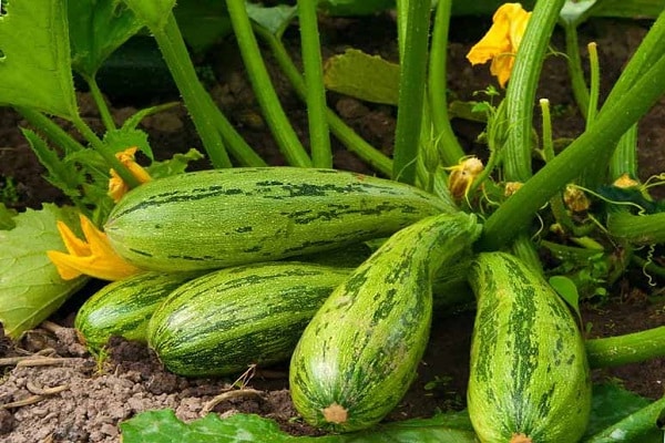Hvorfor zucchini vokser uregelmæssigt formet, hvad de mangler
