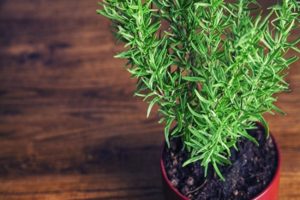 Why rosemary can dry in a pot at home and what to do