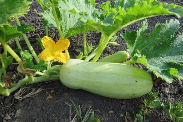 large zucchini in the garden