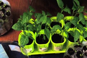 Kuinka kasvattaa basilikaa siemenistä kotona taimille