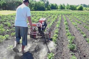 Wie man Kartoffeln mit einem handgeführten Traktor richtig pflanzt und verarbeitet