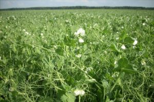 What to plant next year after peas, the best predecessors in crop rotation