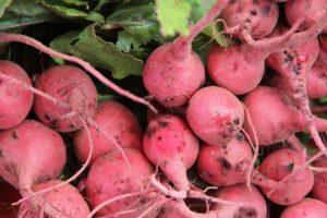 Popis odrůdy růžové ředkvičky, užitečné a škodlivé vlastnosti