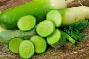 Useful properties and contraindications of green radish for the human body