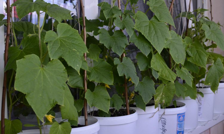 cucumbers on the balcony in pots
