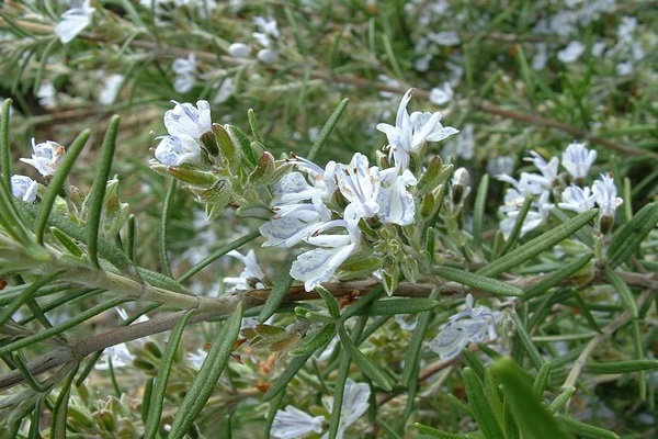 hvide blomsterstande