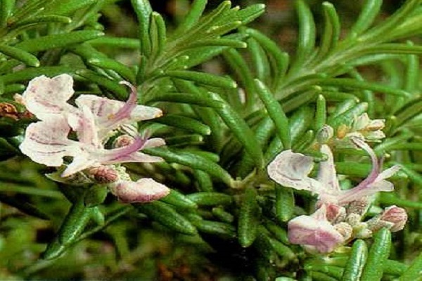 plant characteristic