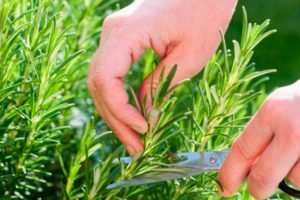 Planting and caring for rosemary outdoors