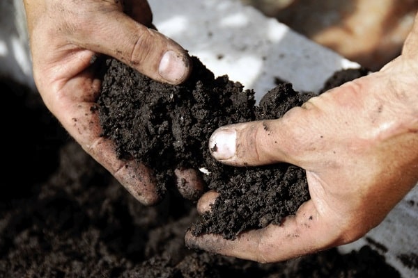 soil and pot