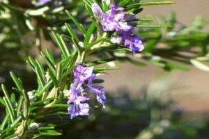 Growing rosemary in the Leningrad region in the open field and in a pot