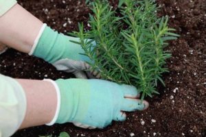 How to grow and care for rosemary outdoors in the Rostov region