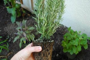 Growing and caring for rosemary in the open field in the Moscow region