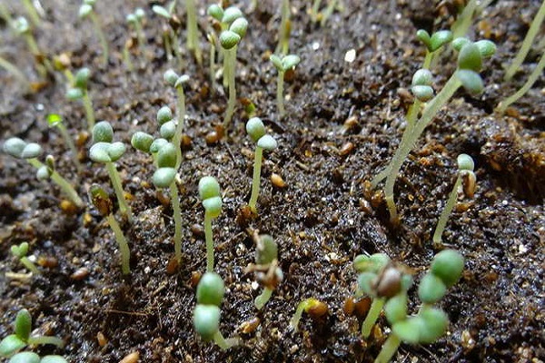 seeds or cuttings