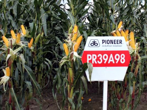 corn pioneer in the open field