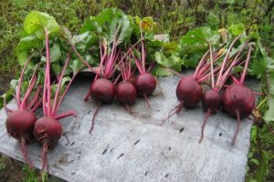 Description of the best varieties of beets, how to collect seeds