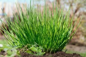 Description of the varieties of chives, features of cultivation and care