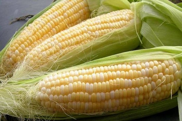 appearance of maize sterling