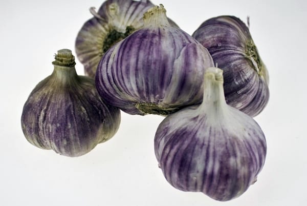 Aparición de variedades de ajo Járkov púrpura