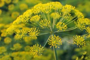Description of the best varieties (seeds) of dill, for growing on greens in the open field