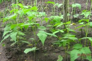 Uprawa i pielęgnacja fasoli szparagów w otwartym polu