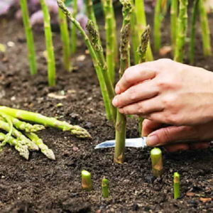 Hoe asperges thuis buiten te kweken en te verzorgen