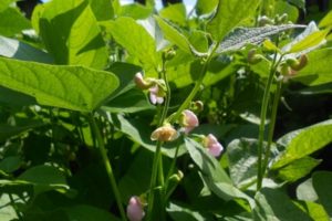 Description of the best varieties and types of green beans with names