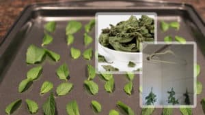 How and when to dry and harvest mint at home for the winter