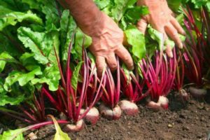When and how to properly plant beet seeds in open ground?