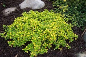 Đặc tính hữu ích của cỏ xạ hương Silver Queen thơm chanh, tính năng trồng và chăm sóc