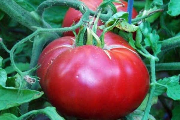uiterlijk van tomaat Frambozenwijn f1