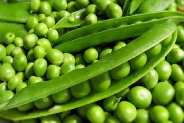peas for grain