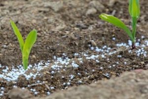 ¿Qué tipos de fertilizantes son mejores para los guisantes y su sistema de aplicación?